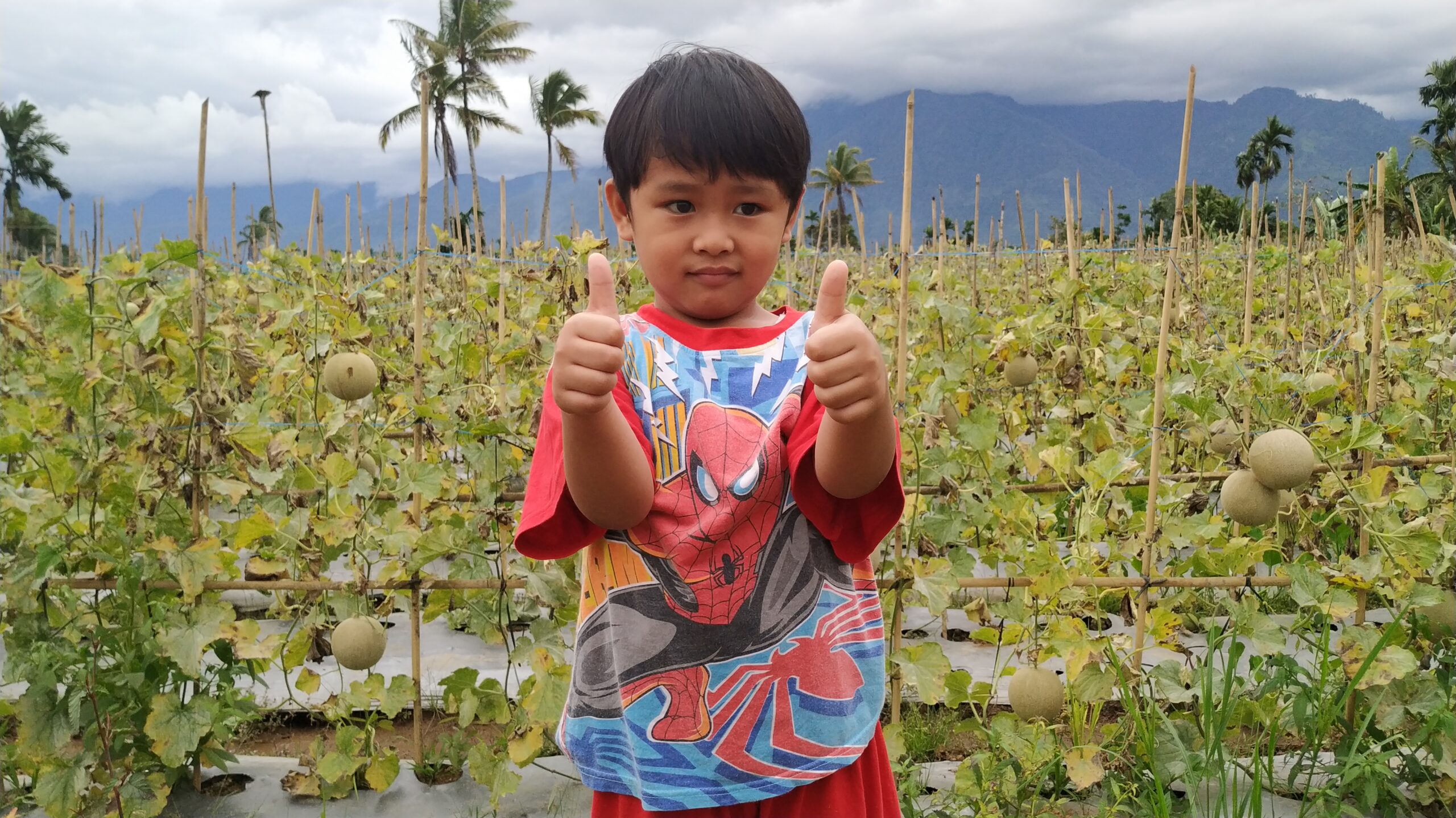 Kebun Melon Di Lebong, Mendadak Viral Jadi Agrowisata