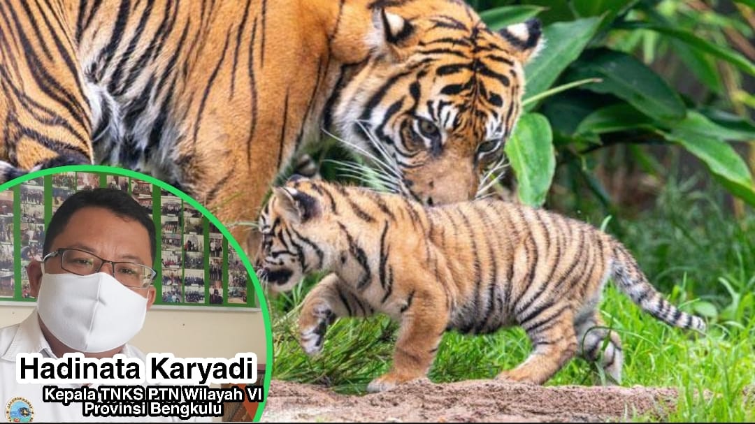 2 Ekor Harimau Sumatera, Jejaki Desa Sungai Lisai