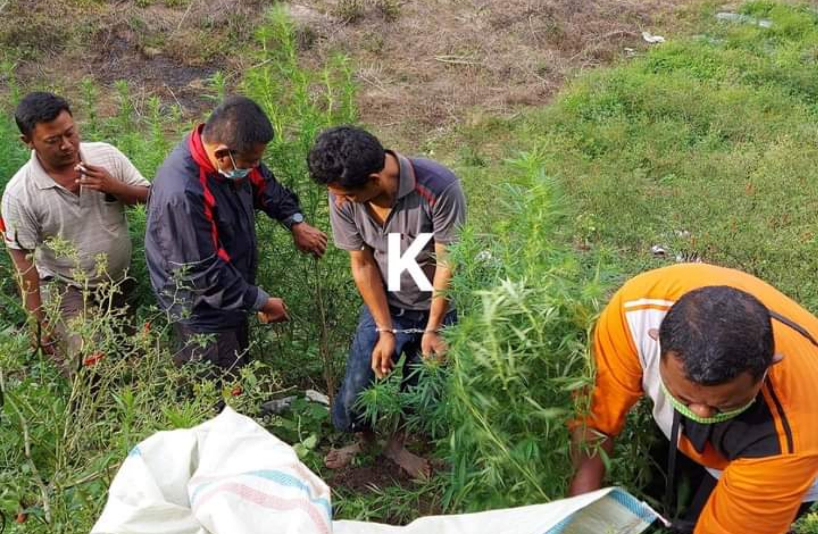 Tanam Ganja Diladang, Warga Huta Saing Mariah Dolok Simalungun Diringkus Polres